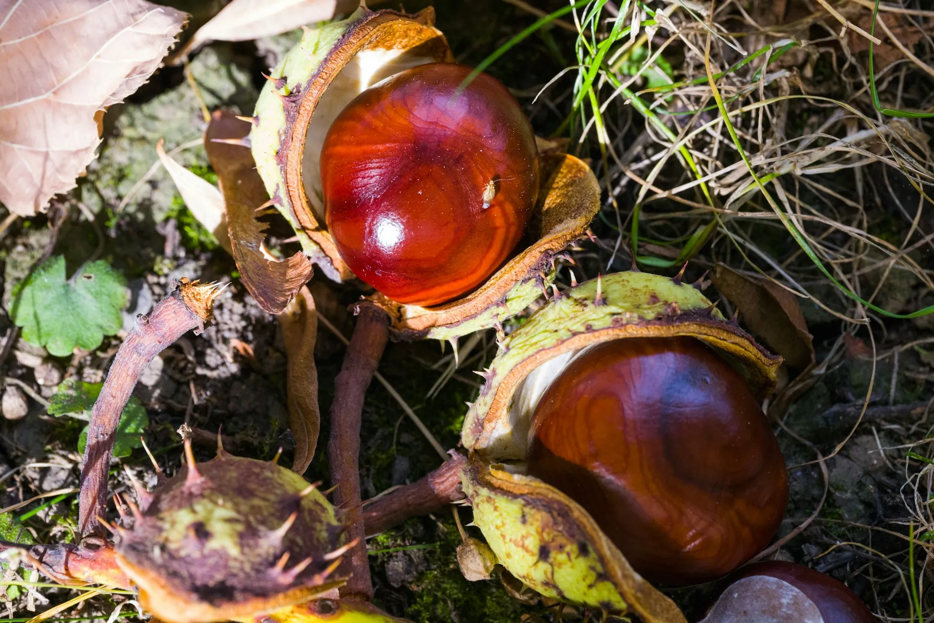 Castanha-do-Pará ou Castanha-da-Amazônia? Entenda a mudança e seus impactos Castanha-do-Pará ou Castanha-da-Amazônia? Entenda a mudança e seus impactos