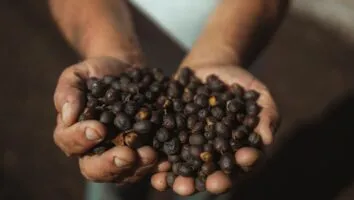 Descubra a experiência única nas fazendas de café em Minas Gerais