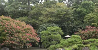 Como escolher plantas ideais para um jardim duradouro