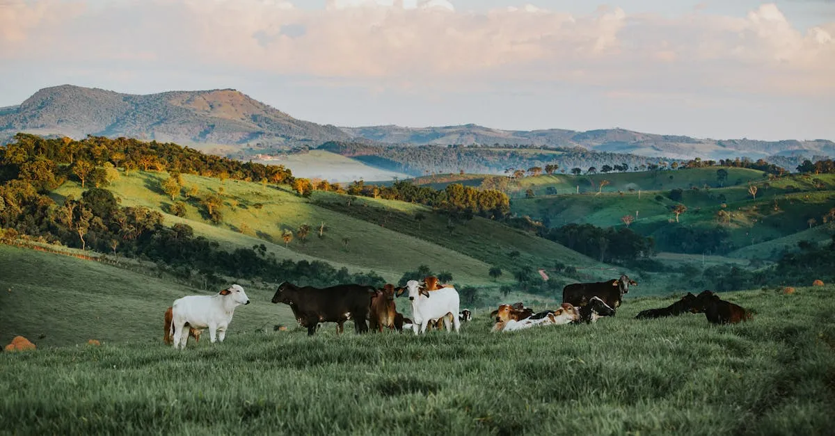 Descubra os melhores hotéis-fazenda em Minas Gerais Descubra os melhores hotéis-fazenda em Minas Gerais