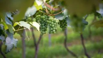 Descubra as melhores vinícolas em Minas Gerais agora!