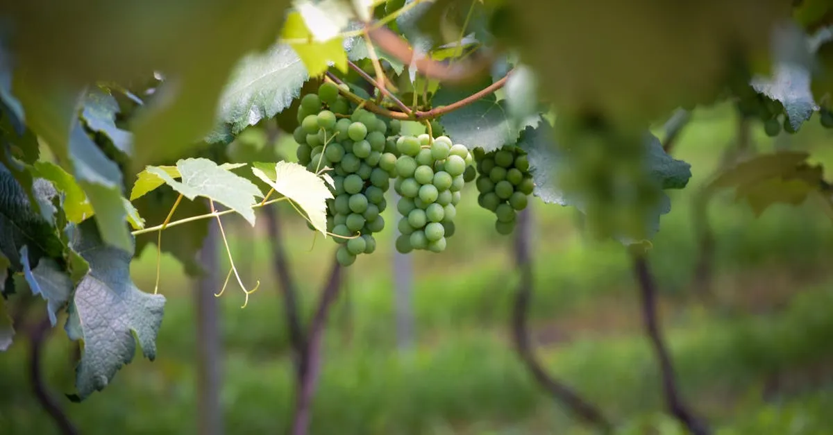 Descubra as melhores vinícolas em Minas Gerais agora!
