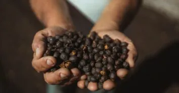 Descubra a experiência única nas fazendas de café em Minas Gerais