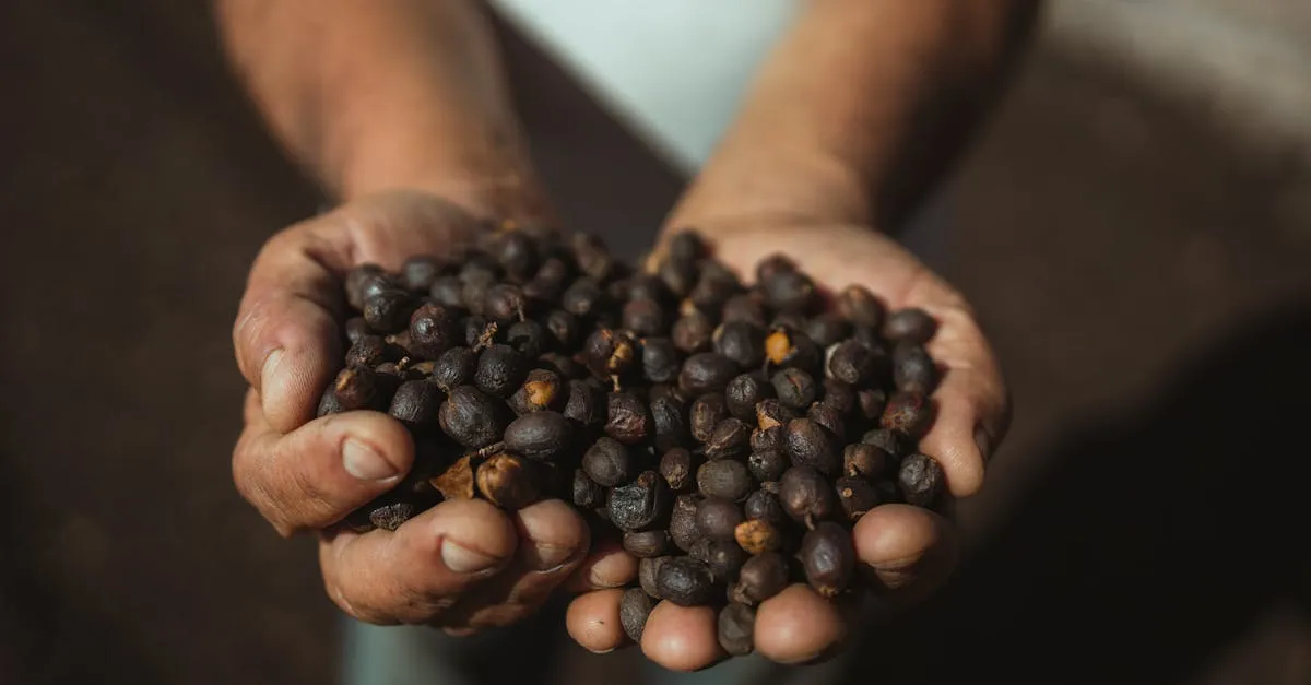 Descubra a experiência única nas fazendas de café em Minas Gerais Descubra a experiência única nas fazendas de café em Minas Gerais