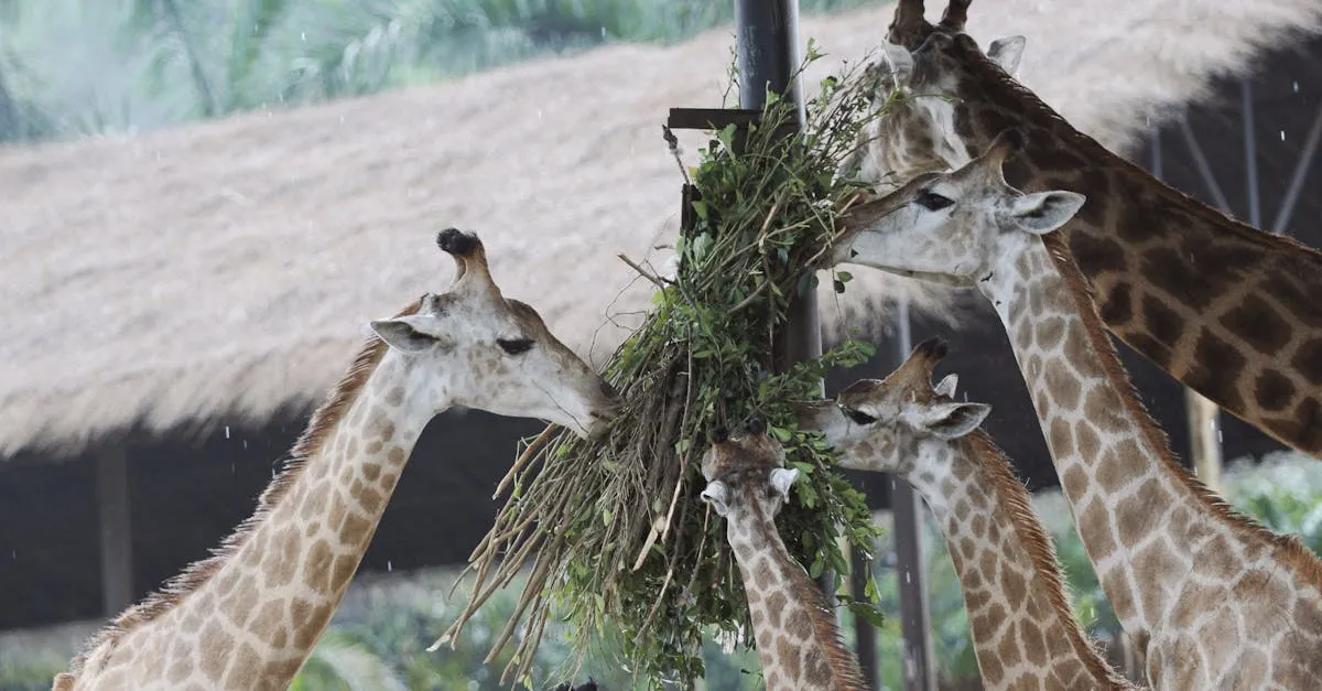 Descubra os segredos do Parque Zoológico de Belo Horizonte Descubra os segredos do Parque Zoológico de Belo Horizonte